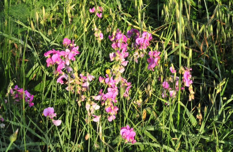 Lathyrus sylvestris / Cicerchia silvestre